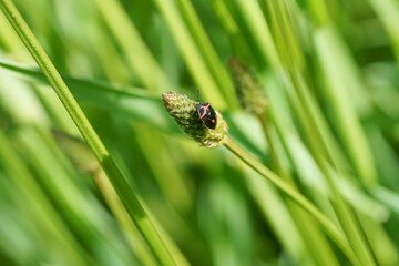 Twice-stabbed stink bug on grass