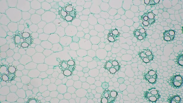 Stem of monocotyledon transversal section cut under the microscope 100x. Magnified view of plant cell for botanic education in school and university. Exploring nature and flora in detail in laboratory