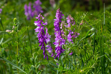 Fototapeta premium Fragile purple flowers background. Woolly or Fodder Vetch, Vicia villos, blossom in spring garden