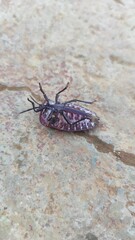 Abstract Defocused Photo of an insect that tumbled and struggled to move on the asphalt in the morning in the Cikancung area - Indonesia