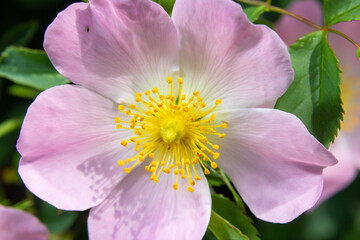 Dog rose Rosa canina light pink flowers in bloom on branches, beautiful wild flowering shrub, green leaves