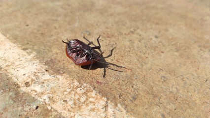 Abstract Defocused Photo of an insect that tumbled and struggled to move on the asphalt in the morning in the Cikancung area - Indonesia