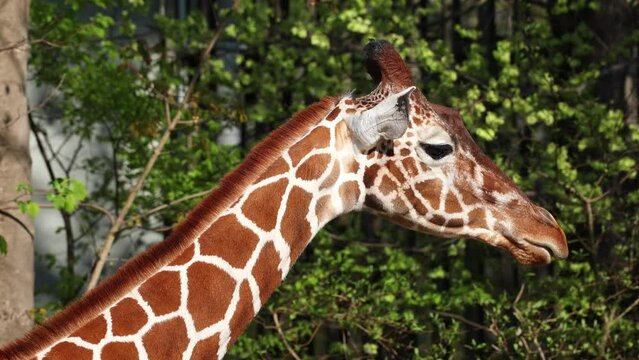 Giraffe, Giraffa camelopardalis is an African even-toed ungulate mammal, the tallest living terrestrial animal and the largest ruminant.