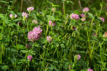 Dark pink flower. Red clover or Trifolium pratense inflorescence, close up. Purple meadow trefoil blossom with alternate, three leaflet leaves. Wild clover, flowering plant in the bean family Fabaceae