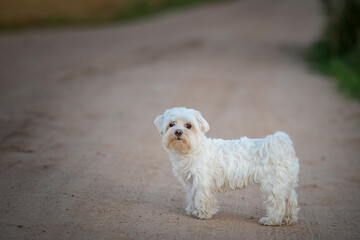 Beautiful thoroughbred Maltese on a walk outdoors.