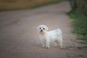 Beautiful thoroughbred Maltese on a walk outdoors.