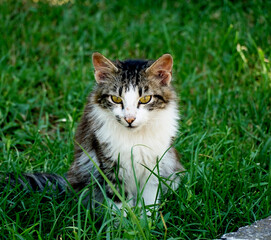 Naklejka na ściany i meble stray kitten sitting on a grass