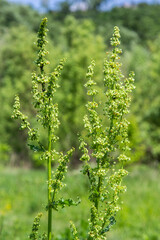 A bloom of bright green flower of sorrel closeup outdoors in nature in sunny June in summer season. Rumex confertus