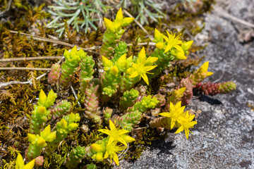Sedum acre, commonly known as the goldmoss stonecrop, mossy stonecrop, goldmoss sedum, biting stonecrop and wallpepper, is a perennial flowering plant