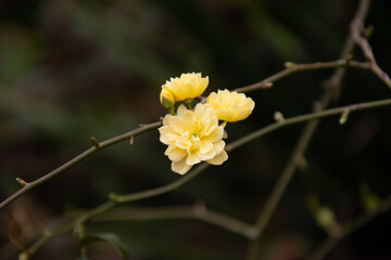 yellow flower of leaves