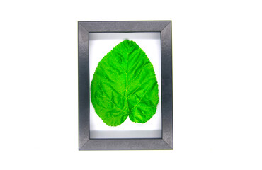 green leaf frame isolated