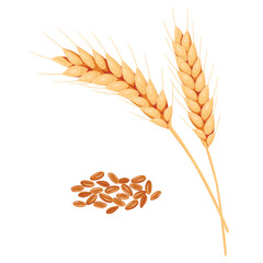 Wheat ears and grains. Illustration for design beer, bread, flour packaging. Symbols for healthy natural farming food, whole organic spikelets elements on white.
