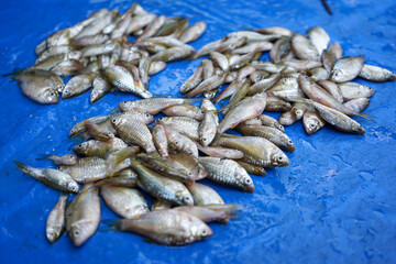 The Nile tilapia (Oreochromis niloticus) is a species of tilapia, a cichlid fish native to the northern half of Africa and the Levante area. Mango fish, nilotica, or boulti.