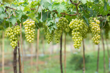 White wine grapes in vineyard on day time. Bunches of white wine green grapes on vine vineyard...