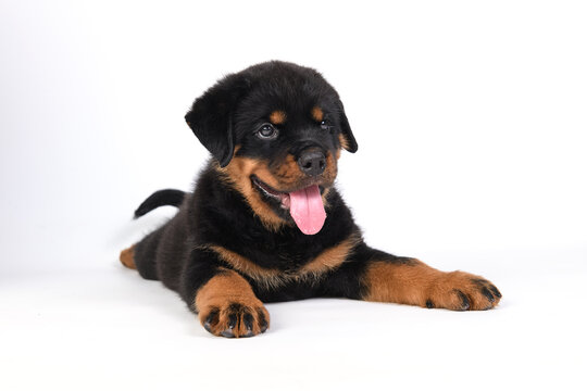 Puppy rottweiler isolated on white background. Portrait of a purebred puppy rottweiler. Animal pet dog concept.
