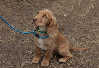 Sandy coloured working cocker spaniel