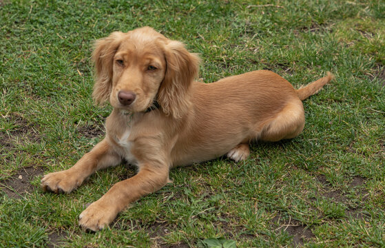 Golden coloured working cocker spaniel puppy