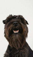 Close up portrait of black schnauzer pup on white wall.