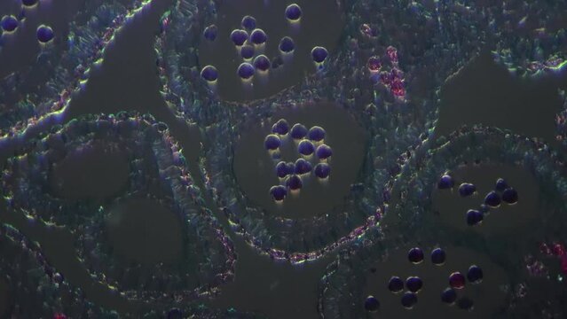 Magnified 200 times apical bud in longitudinal section filmed with oblique lighting. Piece of plant filmed under microscope to explore molecule and cell. Flora consisting of chlorophylls and tissues