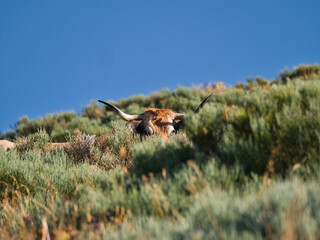 Vache aubrac dans les pâturages des montagnes des monts du cantal