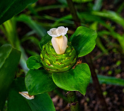 Close up of crepe ginger (Costus speciosus) white flower blossoming