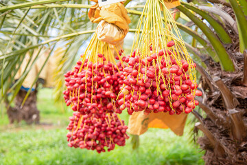 Fototapeta premium fresh dates, harvesting, dates