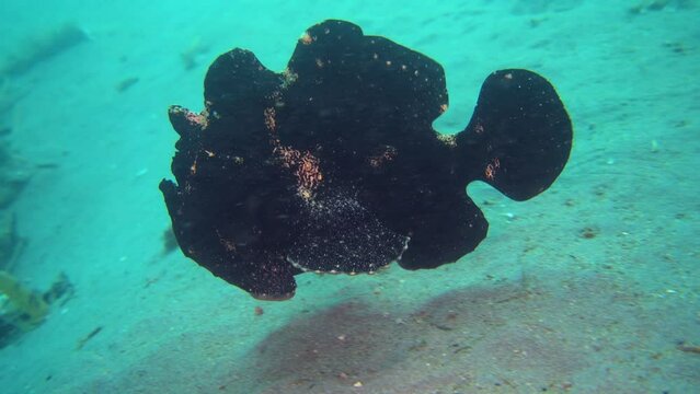 Giant frogfish (Antennarius commerson) black, swimming over sand