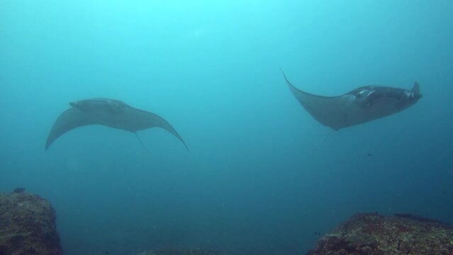 A few manta ray (Manta blevirostris) swimming towards camera