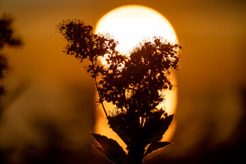 silhouette of a flower during the midnight sun at Sommaroy island (Sommarøy). Soft Back light of a...