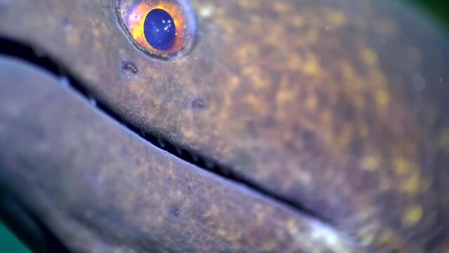 Giant moray (Gymnothorax javanicus), very close up eye