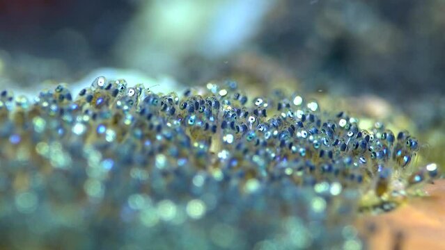 Eggs of false clown anemonefish or nemo (Amphiprion ocellaris)