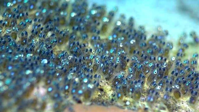 Eggs of false clown anemonefish or nemo (Amphiprion ocellaris)