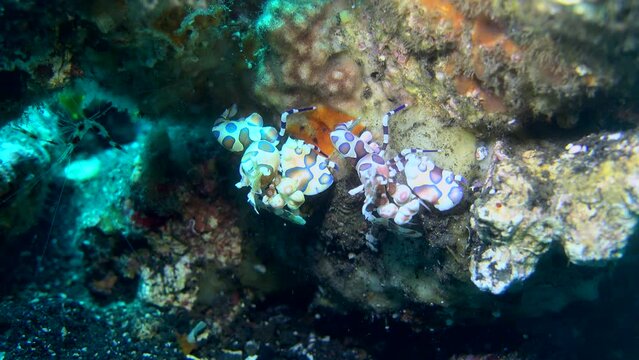 2 Harlequin shrimp (Hymenocera elegans) together