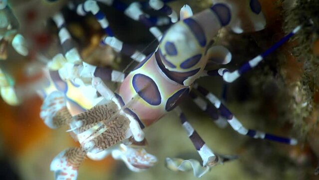 Harlequin shrimp (Hymenocera elegans)
