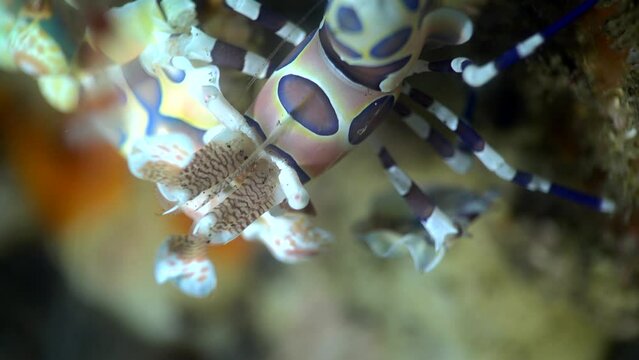 Harlequin shrimp (Hymenocera elegans), close up head
