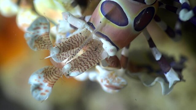 Harlequin shrimp (Hymenocera elegans), close up head