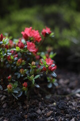 flowers in the garden