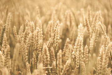 A field of wheat. Background. Nature. Summer harvest.