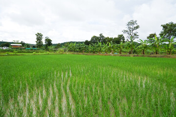 rice field in island