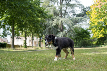 Hund beim Spaziergang in der Natur - Australian Shepherd