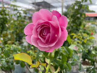 pink roses in garden