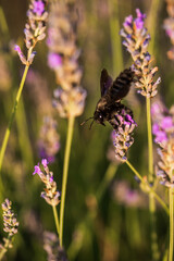 Xylocopa violacea feeding on flower