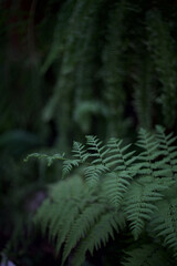 fern in the forest