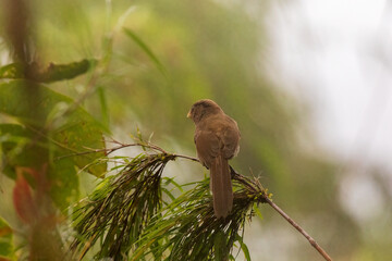 Brown parrotbill (Cholornis unicolor) at Senchal Wildlife Sanctuary, Darjeeling, India