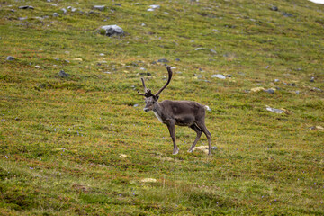 a reindeer walks on the plateau in Norway