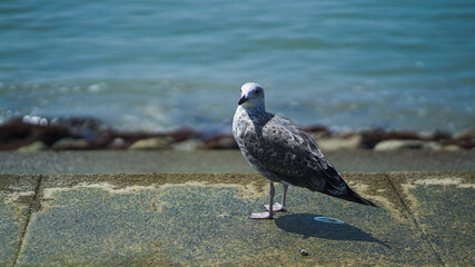 gaivote tejo rio Lisboa