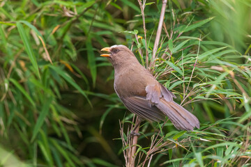 Great parrotbill (Conostoma aemodium) at Senchal Wildlife Sanctuary, Darjeeling, India