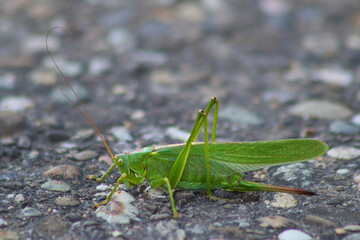 Heuschrecke