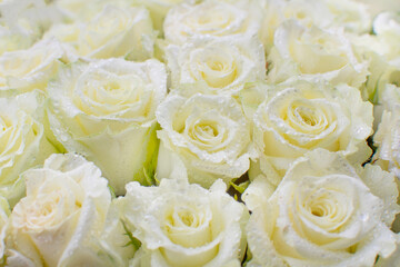 many white roses with water drops on the petals