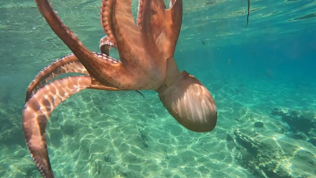 Underwater slow motion video with beautiful colours of big octopus from family of Cephalopods swimming in tropical exotic beach with turquoise crystal clear sea